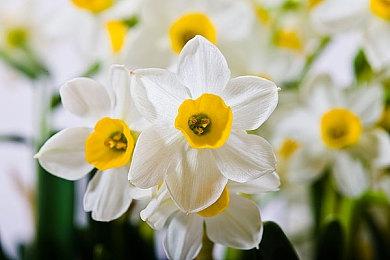 《街头霸王6》“曼侬”角色介绍影片